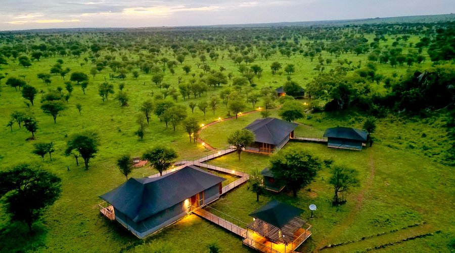 A lion sitting on a vast savanna in Africa